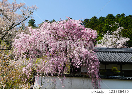 長谷寺　桜　奈良県 123886480