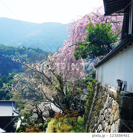 長谷寺　桜　奈良県 123886481