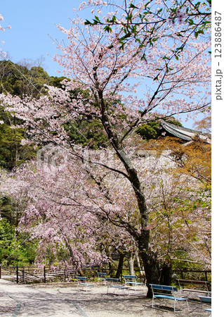 長谷寺　桜　奈良県 123886487