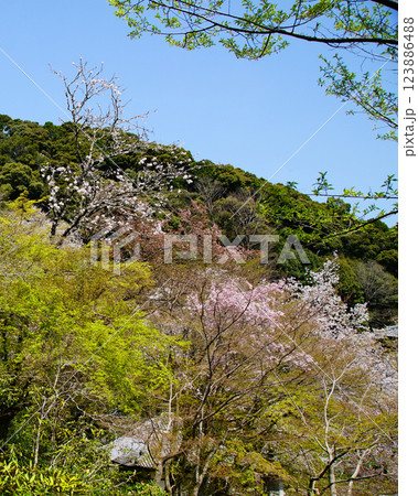 長谷寺　桜　奈良県 123886488