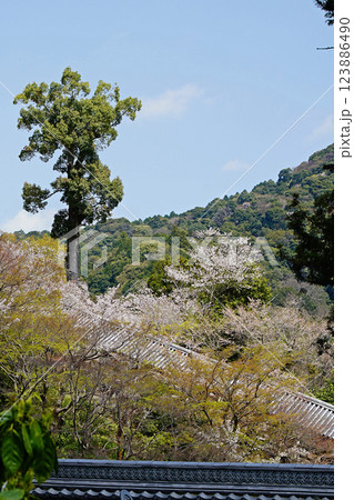 長谷寺 桜 奈良県 長谷寺 桜 奈良県 123886490