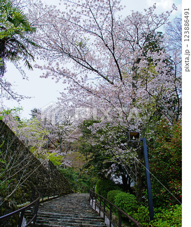 長谷寺　桜　奈良県 123886491