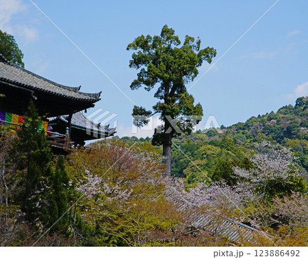 長谷寺 桜 奈良県 長谷寺 桜 奈良県 123886492