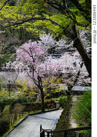 長谷寺　桜　奈良県 123886493