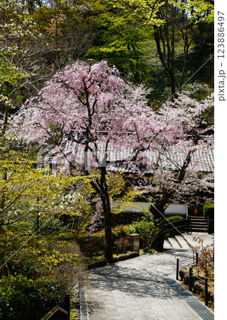 長谷寺　桜　奈良県 123886497