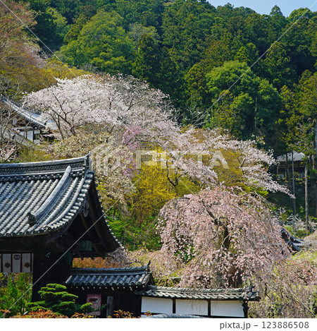 長谷寺 桜 奈良県 長谷寺 桜 奈良県 123886508
