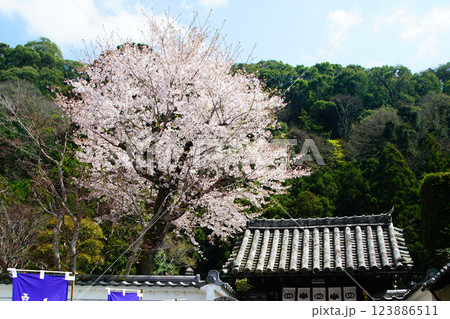 長谷寺　桜　奈良県 123886511