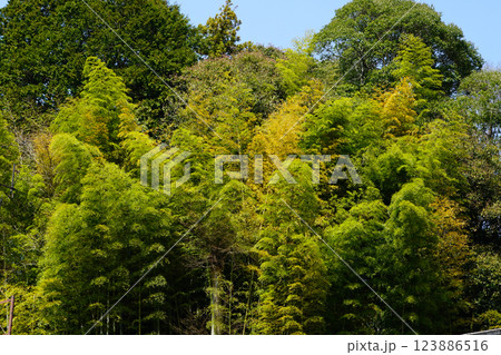 長谷寺　桜　奈良県 123886516