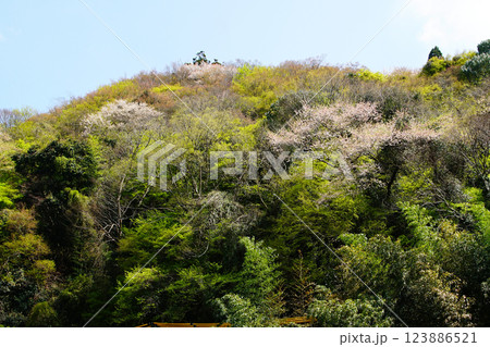 長谷寺　桜　奈良県 123886521