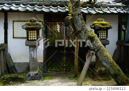 長谷寺　桜　奈良県 123886522