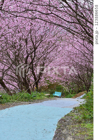 桜 さくら サクラ 123886658