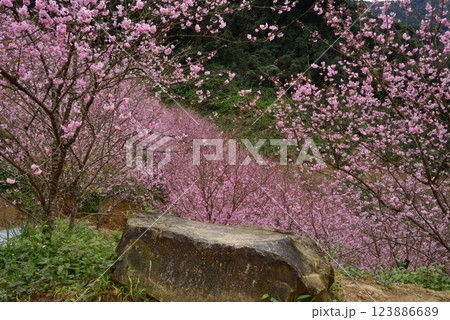 桜 さくら サクラ 123886689