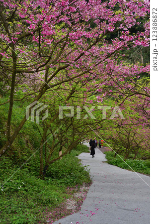 桜 さくら サクラ 123886872