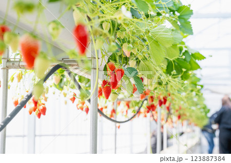 農耕 農業 背景 123887384