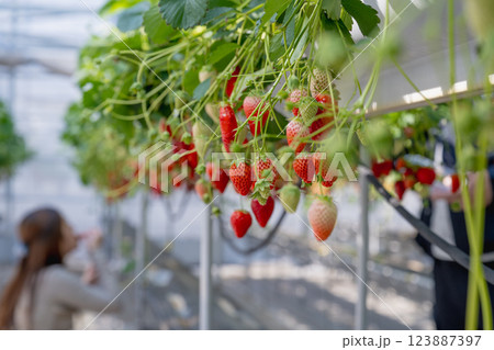 農耕 農業 背景 123887397