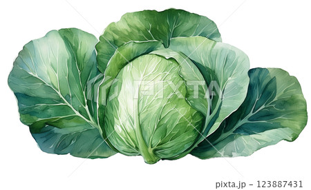 キャベツの水彩イラスト（JPEG/PNG) 123887431