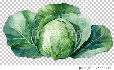 キャベツの水彩イラスト（JPEG/PNG) 123887431