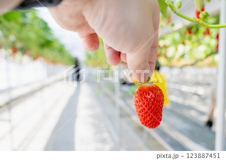 農耕 農業 背景 123887451