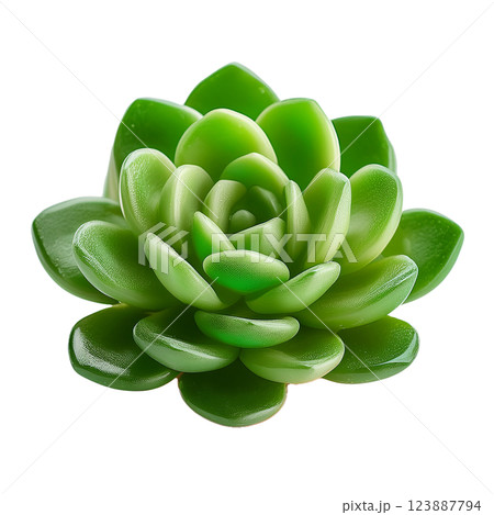 多肉植物のグラフィック素材（JPEG/PNG） 123887794