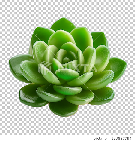 多肉植物のグラフィック素材（JPEG/PNG） 123887794