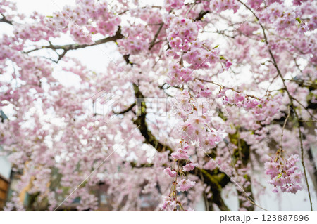 背景 バックグラウンド バックグランド 123887896