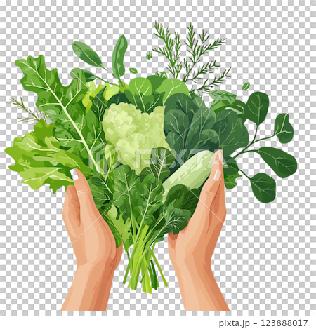 Two hands holding a variety of fresh greens. Includes different leafy vegetables such as kale, spinach, arugula, and more. 123888017