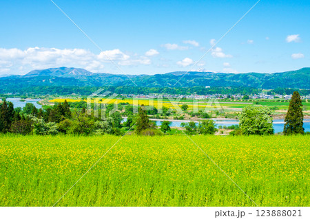 飯山市・菜の花公園 123888021
