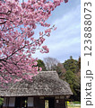 満開の河津桜と古民家 123888073