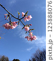 霞が晴れた直後の濡れた河津桜 123888076