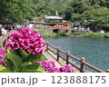 池のほとりに咲く紫陽花と観光客 123888175