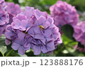 紫陽花にとまる蜂 123888176