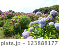 斜面に咲く紫陽花 123888177