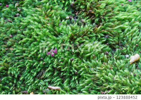 苔の上に落ちた枯れ葉 苔の上に落ちた枯れ葉 123888452
