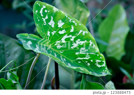 Colocasia Esculenta Hilo Beauty,Colocasia or Esculenta Hilo or Colocasia bicolor Colocasia Esculenta Hilo Beauty,Colocasia or Esculenta Hilo or Colocasia bicolor 123888473