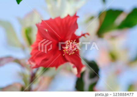 Chinese rose, hibiscus or Hibiscus Rosa-Sinensis Variegata with red flower Chinese rose, hibiscus or Hibiscus Rosa-Sinensis Variegata with red flower 123888477