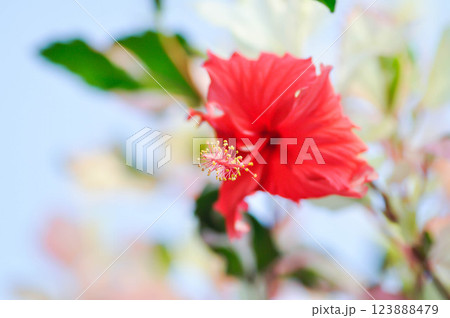 Chinese rose, hibiscus or Hibiscus Rosa-Sinensis Variegata with red flower 123888479