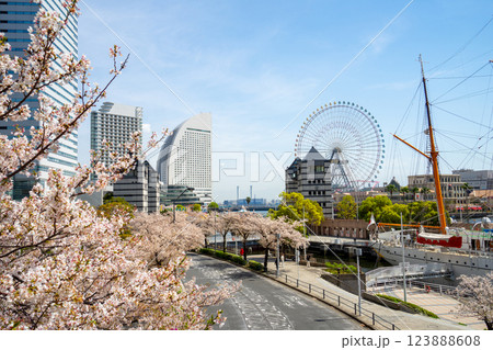 みなとみらいの桜　横浜市 123888608