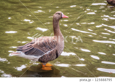Greater White-fronted Goose (Anser albifrons) standing on the green shore of the pond. 123888795