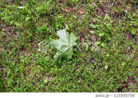 The colors of autumn. Green maple leaf fell on the green grass. 123888798