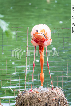 A newborn baby Rosa Flamingo, Phoenicopterus roseus, is full of care from its mother A newborn baby Rosa Flamingo, Phoenicopterus roseus, is full of care from its mother 123888803