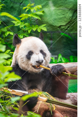 The Giant Panda Bear sits while eating a bamboo stalk The Giant Panda Bear sits while eating a bamboo stalk 123888804