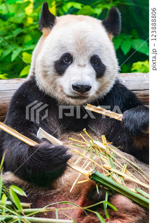 The Giant Panda Bear sits while eating a bamboo stalk 123888806