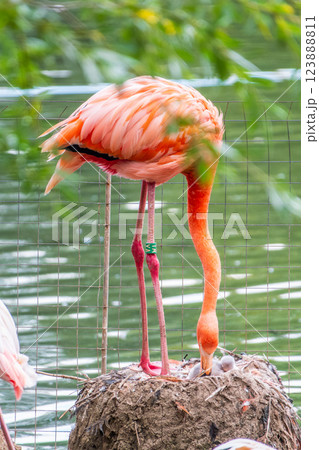 A newborn baby Rosa Flamingo, Phoenicopterus roseus, is full of care from its mother 123888811
