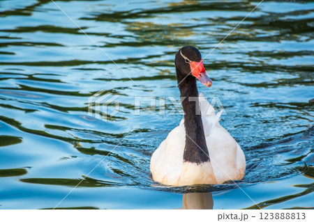 The black-necked swan, Cygnus melancoryphus, is a swan that is the largest waterfowl native to South America. The body plumage is white with a black neck and head and greyish bill The black-necked swan, Cygnus melancoryphus, is a swan that is the largest waterfowl native to South America. The body plumage is white with a black neck and head and greyish bill 123888813