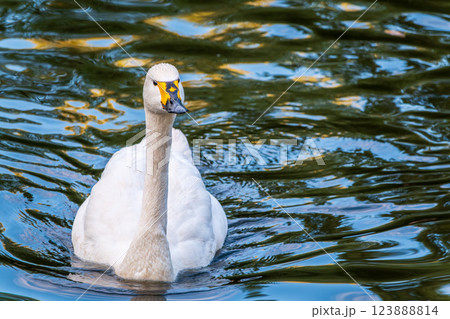 Whooper Swan, Swans, Cygnus cygnus 123888814