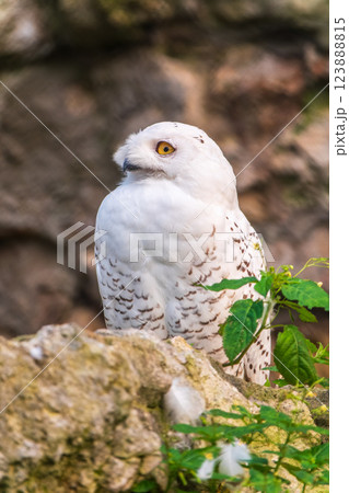 A snowy owl sits on a rock cliff. A snowy owl sits on a rock cliff. 123888815