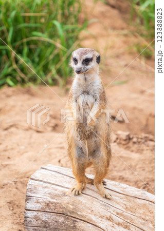Meerkat, Suricata suricatta, on hind legs. Portrait of meerkat standing on hind legs with alert expression. Portrait of a funny meerkat sitting on its hind legs. 123888823