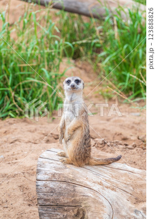 Meerkat, Suricata suricatta, on hind legs. Portrait of meerkat standing on hind legs with alert expression. Portrait of a funny meerkat sitting on its hind legs. 123888826