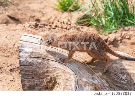 Meerkat suricatta family wildlife picture. 123888832