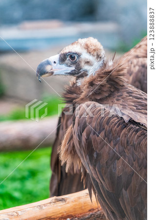 Close-up view portrait of Aegypius monachus (cinereous vulture or Eurasian black vulture) bird with brown plumage 123888837